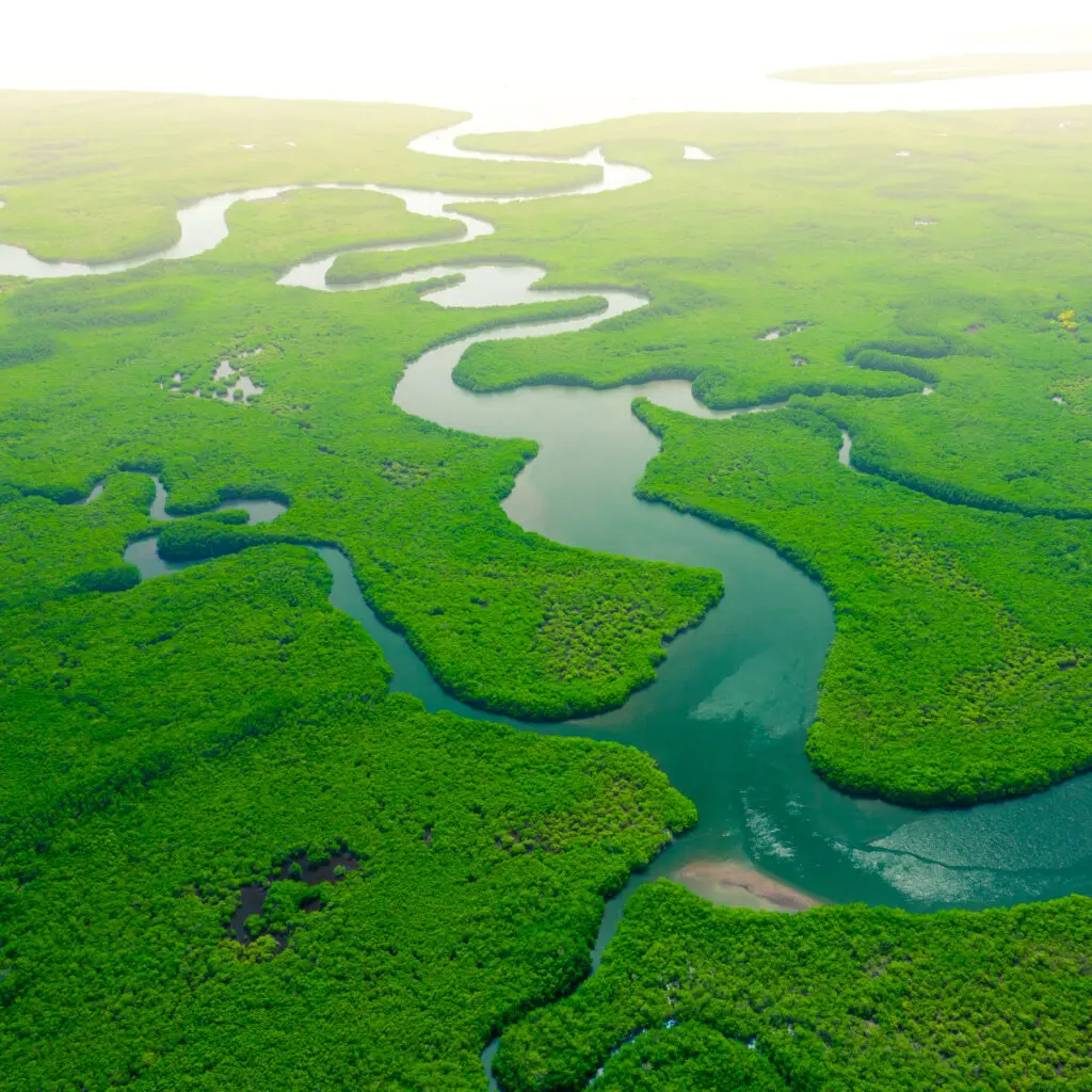aerialviewofgreenmangroveforest-naturelandscape-amazonriver