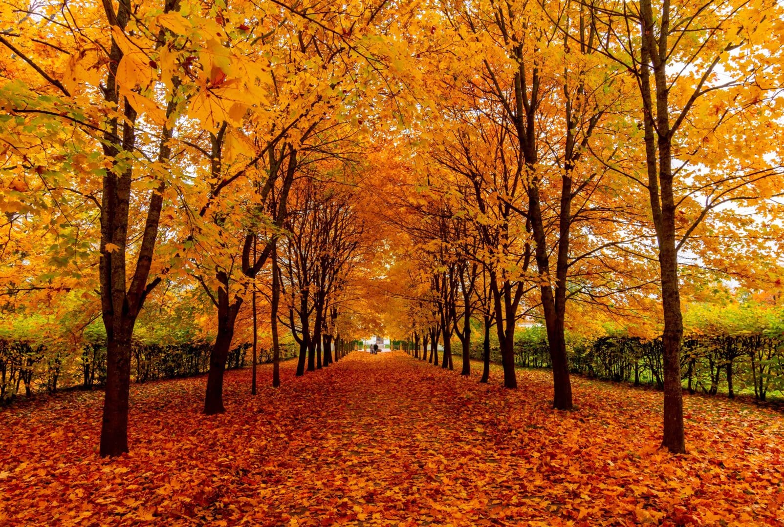 service-3_alley-maple-trees-autumn-alexander-park-1
