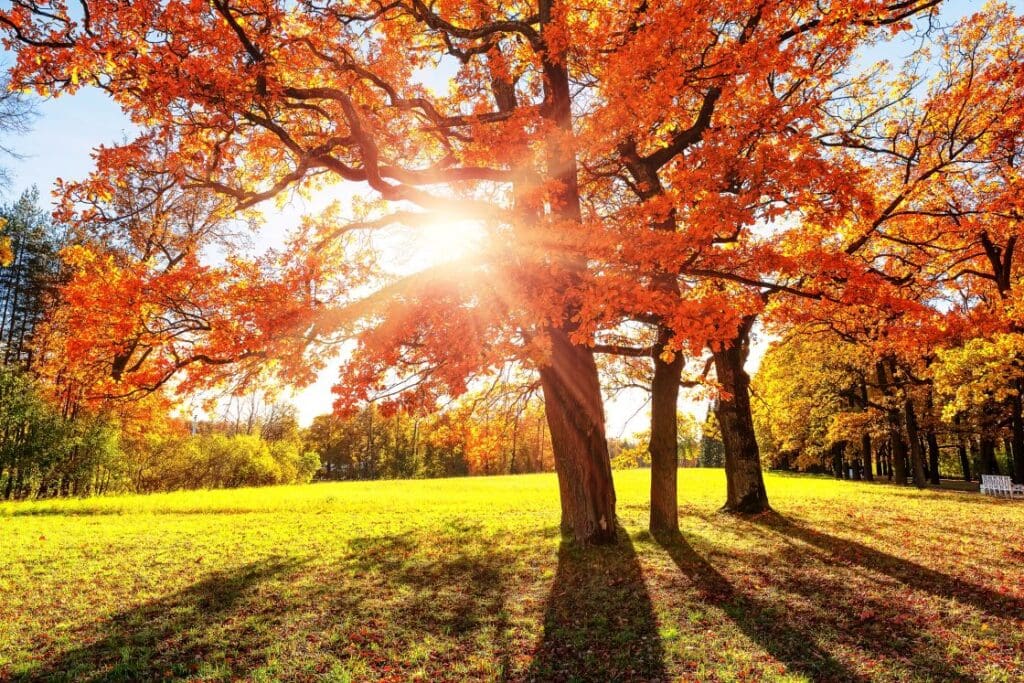 project-del-orange-color-trees-green-grass-and-red-brown-leaves-2487869677