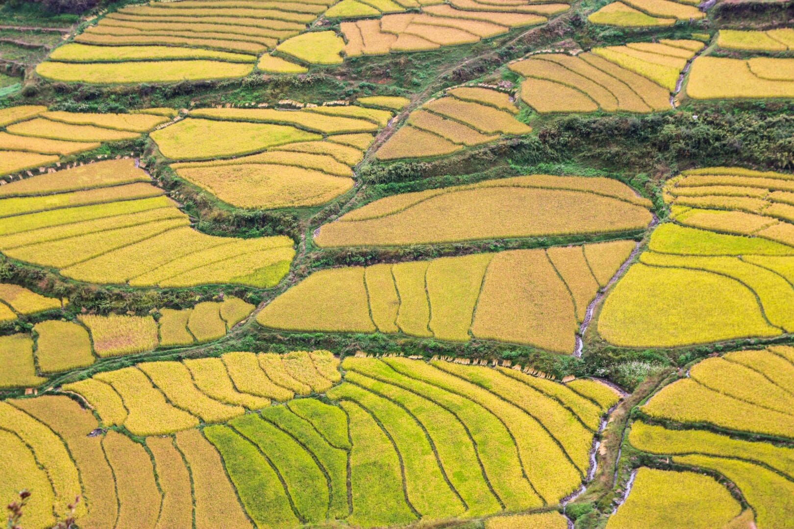careers_rice-field-bhutan-stock-photo-1135145720-shutterstock-1
